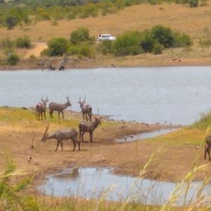 Waterbuck Pilanesberg Park South Africa