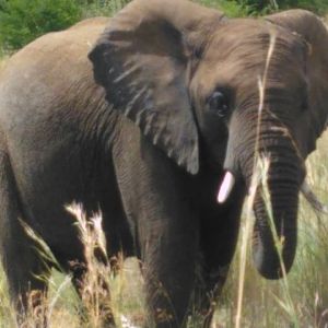 Elephant Pilanesberg Park South Africa