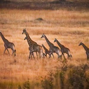 Herd of Giraffe