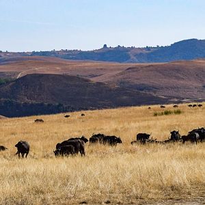 Cape Buffalo Herd