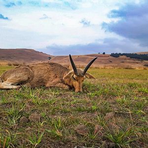 Reedbuck Hunt South Africa