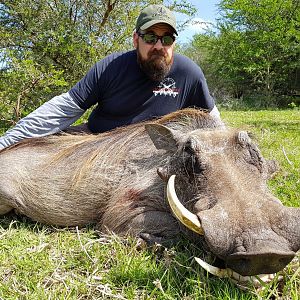 Hunting Warthog South Africa