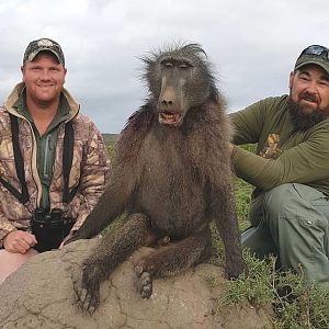 South Africa Hunt Baboon