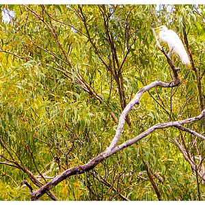 Egret Australia