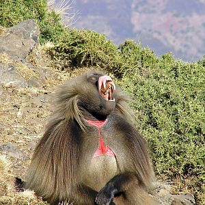 One of Ethiopia Endemic Chelada Baboon