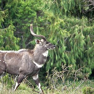 Endemic Mountain Nyala