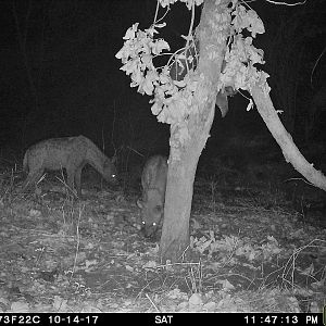 Spotted Hyanas in Trail Cam Zambia