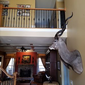 Kudu Shoulder Mount Taxidermy