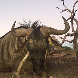 Blue Wildebeest Hunting South Africa