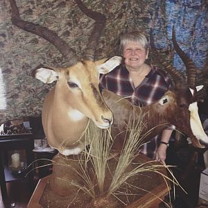 Impala & Blesbok Shoulder Mount Pedestal Taxidermy