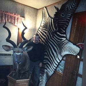 Kudu Shoulder Mount Pedestal Taxidermy & Burchell's Plain Zebra Rug