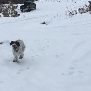 Clark, my German Wirehaired Pointer, running towards me for once!