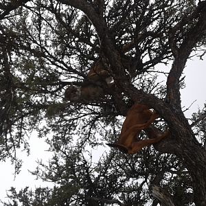 Mountain Lion Hunt with hounds Idaho