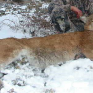 Mountain Lion Hunt Idaho