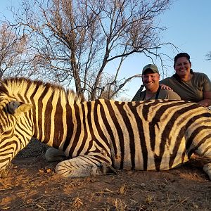 Burchell's Plain Zebra Hunting South Africa