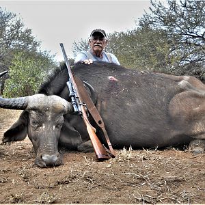 Cape Buffalo Cow Hunt