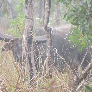 Asiatic Water Buffalo