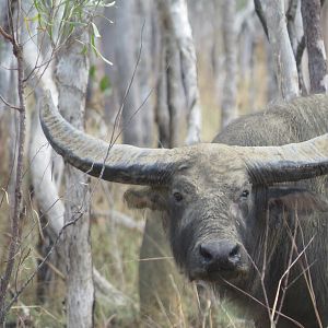 Asiatic Water Buffalo