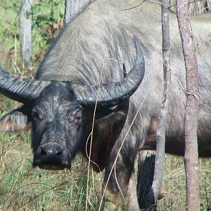 Asiatic Water Buffalo