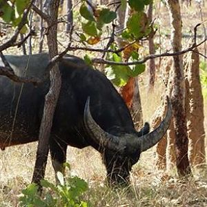 Asiatic Water Buffalo