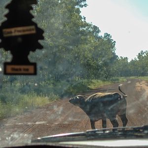 Asiatic Water Buffalo