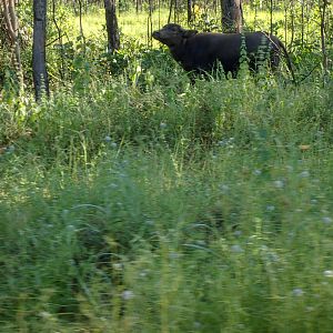 Asiatic Water Buffalo