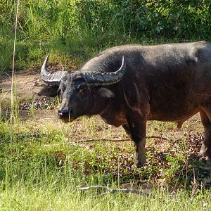 Asiatic Water Buffalo