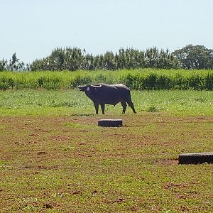 Asiatic Water Buffalo