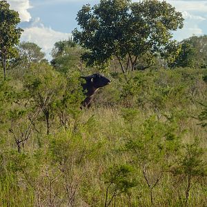 Asiatic Water Buffalo