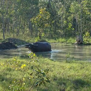 Asiatic Water Buffalo