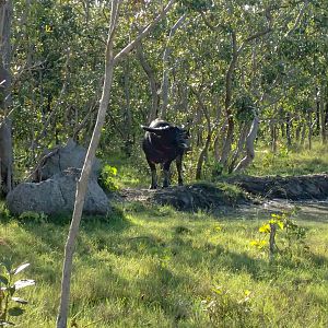 Asiatic Water Buffalo