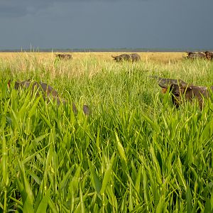 Asiatic Water Buffalo