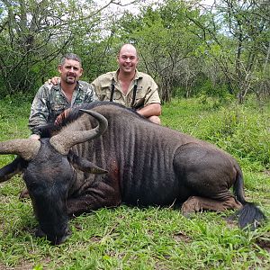 South Africa Hunting Blue Wildebeest