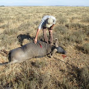 Hunt Blue Wildebeest in South Africa