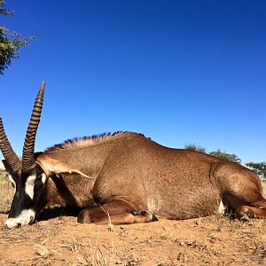 Hunting Roan South Africa