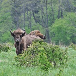 European Bison in Germany