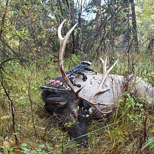 Mule Deer Bow Hunt