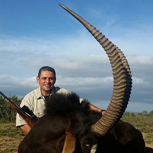 Sable Antelope Hunt South Africa