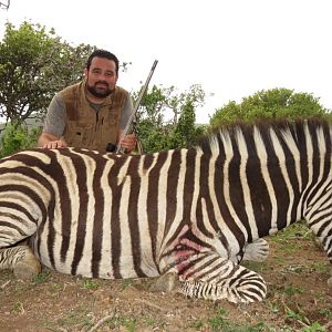 South Africa Hunting Burchell's Plain Zebra