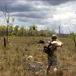 Hunting Asiatic Water Buffalo with .500 Jeffery in Arnhemland Australia