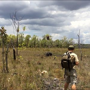 Hunting Asiatic Water Buffalo with .500 Jeffery in Arnhemland Australia