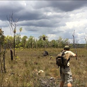 Hunting Asiatic Water Buffalo with .500 Jeffery in Arnhemland Australia