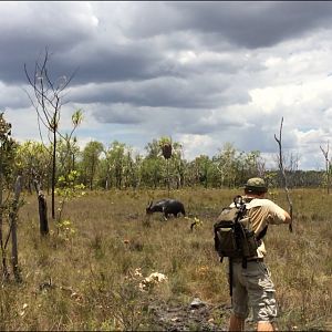 Hunting Asiatic Water Buffalo with .500 Jeffery in Arnhemland Australia