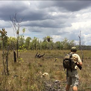 Hunting Asiatic Water Buffalo with .500 Jeffery in Arnhemland Australia