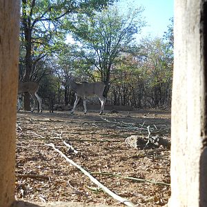 Eland from the blind