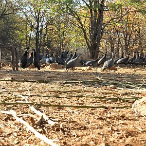 Crested Guineafowl & Guineafowl from blind