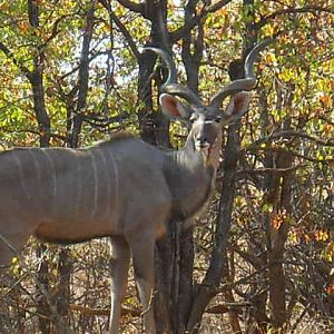 Kudu South Africa