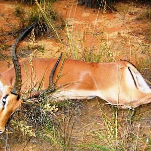 Hunting Impala