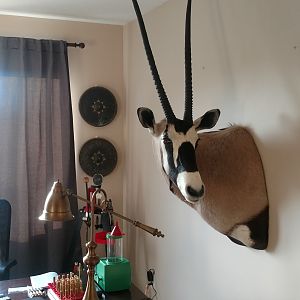 Gemsbok Shoulder Mount Taxidermy