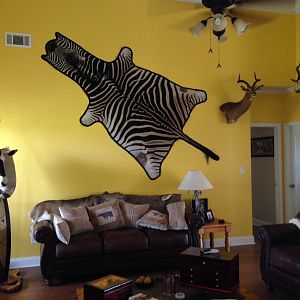 Burchell's Plain Zebra Backskin Taxidermy